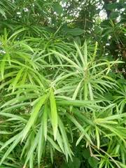 Image result for Platylepis glandulosa