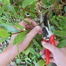 Care for winter daphne will include removing long branches at a node, without cutting into the main stem of the plant. How To Grow Daphne Australian Handyman Magazine