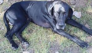 He is a giant mixed breed also known as a labrador retriever great dane mix. The Top 20 Interesting Great Dane Mixes