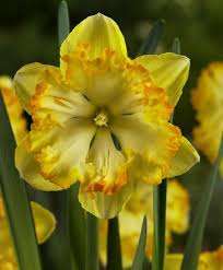 Narcissus Blazing Starlet Beautiful Flowers Pictures Daffodils Daffodil Bulbs