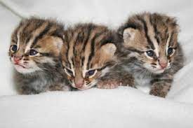 Panen anakan kucing hutan/macan akar ternakan sendiri. Daftar Harga Kucing Hutan Cara Merawatnya Republik Seo