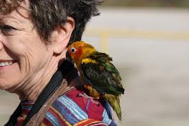 Plumages, Molts, and Structure