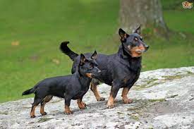 Lancashire Heeler Dog Breed Facts Highlights Buying Advice Pets4homes