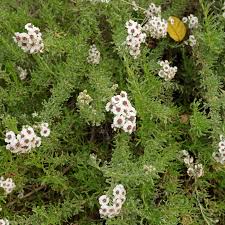 Image result for Eriocephalus microphyllus