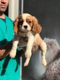 cavalier charles king yavrulari cavalier charles king yavrulari kopek kopekseverler kopeksahiplendirme kop cavalier king charles cavalier king charles