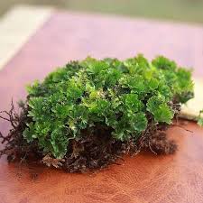 Image result for Crepidomanes