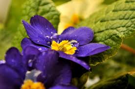 What are purple flowers called. Purple Flowers Called Chuha By Ozgun Ozer Redbubble