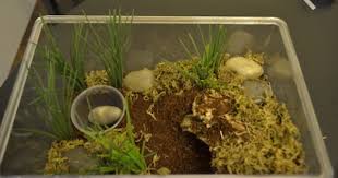 G Pulchripes Enclosure First Attempt Enclosure Tarantula Hunter Guide