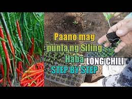 Wounds & how to treat them (1).pdf. How To Grow Siling Haba Long Chili Chili Finger Step By Step From Seedlings To Planting Youtube