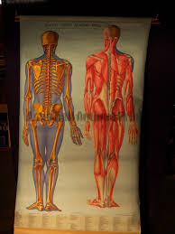 Just fancy it by voting! Anatomy Medical Vintage Teaching Charts Skeleton Muscles Brain Heart