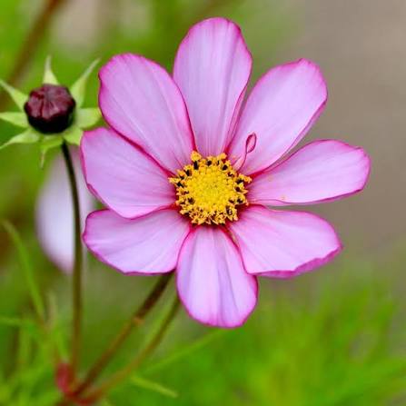 Buy cosmos Cosmos bipinnatus 'Sensation Picotee (Sensation Series)'