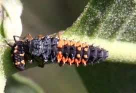 These awkward fliers emerge during the desert summer to mate after spending up to three years underground feeding on mainly palo verde roots. Beetles Archives Page 379 Of 851 What S That Bug