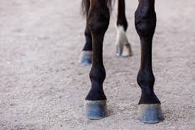 The primary goal of trimming is to encourage the hoof capsule to. Hoof Anatomy What Horse Hooves Are Made Of