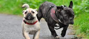 dve pohozhie i takie raznye porody mopsa i francuzskogo buldoga francuzskij buldog buldog mops