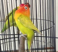 5 ramuan khusus makanan untuk lovebird konslet. 4 Cara Cetak Lovebird Konslet Sejak Masih Usia Dini