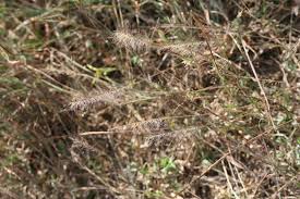 Image result for Perotis patens