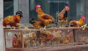 Avian influenza is a viral infection found in domestic poultry and a wide range of other birds. Chickens Spread Latest Deadly Bird Flu Science News For Students