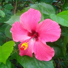 Raya, money, lower, flower, tabung, wealthy, big data, envelope, broadband. Hibiscus Rosa Sinensis Pokok Bunga Raya Live Plant Any Colour Randomly Pick Based On Availability Lazada