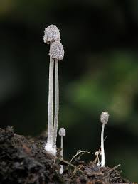 Coprinus Foetidellus By Jan Komar Pilze Pflanzen Und Photosynthese