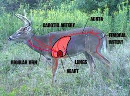 keys to understanding shot placement on a white tailed deer