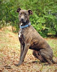 Visit us now to find your dog. Dog For Adoption Rusty A Greyhound Mix In Charlotte Nc Petfinder