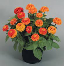 Pin On Hazzard S Seeds