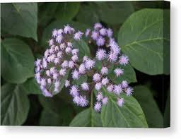 Image result for Bartlettina