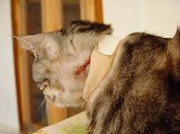 My cat needed a feeding tube. Feeding Tubes For Cats