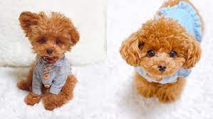 We did not find results for: Miniature Poodle 12 Uncommon Facts About Mini Poodle