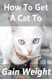 The best way to get a senior cat to gain weight is to provide it with plenty of food and water at all times. How To Get A Cat To Gain Weight Thecatsite Articles