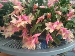 Let us first set it is called by many names like white persian cat cactus, old man of mexico and bunny cactus. Pin By Split Mountain Garden Center On House Plants And Tropicals Christmas Cactus Christmas Cactus Plant Cactus Flower