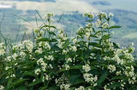 Image result for Vincetoxicum cernuum