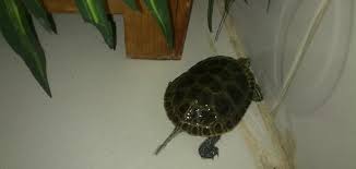 كيف أربي سلحفاة موضوع