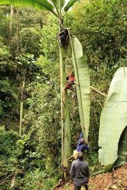 Known as a japanese fiber banana, musa basjoo hails from the higher elevations of japan and, once established, can grow 12 to 15 feet in one season. The Leaf Size Of Giant Banana Tree Found In West Papua Indonesia Banana Tree Banana Plants Container Gardening Vegetables