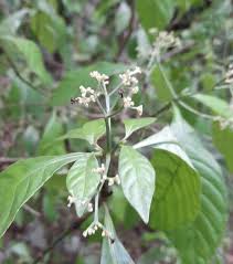 Image result for Psychotria palustris