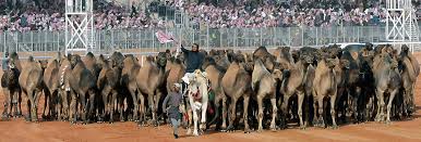 The global community for designers and creative professionals. Camels And Culture A Celebration Aramcoworld
