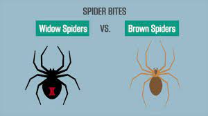 Some people may notice minor stinging such as that felt with a the southern black widow spider is one of the two commonly found species of black widow spiders found in the u.s. Spider Bites Black Widow Vs Brown Recluse Youtube