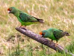 Dans cet article dédié aux noms de perroquets, nous vous proposons les 200 meilleurs noms et prénoms d'oiseaux exotiques pour appeler votre perroquet d'une manière. Perroquet A Calotte Rouge Ebird
