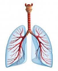 Learn about respiratory system with free interactive flashcards. What Is The Respiratory System How Does It Work Inogen