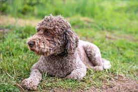 Breeds include bichon frise and poodles. 14 Curly Haired Dogs Poodle Portuguese Water Dog Puli More