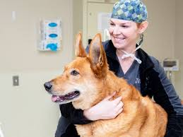 Emergency pet hospital usa pet med animal clinic company augusta animal emergency city animal hospital connecticut veterinary center south sacramento pet hospital animal clinic, Specialty Emergency Vet In Winston Salem North Carolina