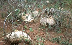 Image result for Pyrenacantha kirkii