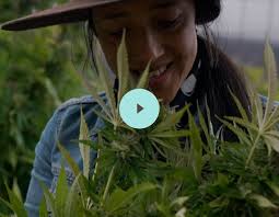 Humboldt County Growers