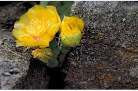Prickly pear cactus has been a staple of the mexican and central american diet for thousands of years. Opuntia Humifusa