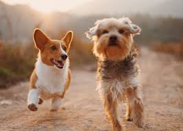 Find complete list of banfield the pet hospital hours and locations in all states. Most Pet Friendly Cities In America Stacker
