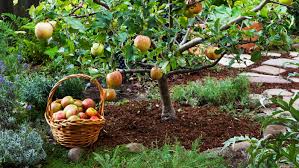 Many exotic fruit plants can be grown in regions of the united states that have temperate or tropical climates. Grow Little Fruit Trees For Big Rewards This Old House