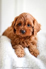 Browse thru our id verified puppy for sale listings to if you are unable to find your cavapoo puppy in our puppy for sale or dog for sale sections, please consider looking thru thousands of cavapoo. Cavachon Puppies In Iowa Crazypurplemama