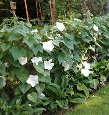 Pin On Garden