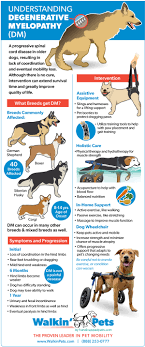 What Is Degenerative Myelopathy Dm Walkin Pets