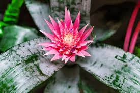 Piante dainterno con fiori rose : Aechmea Consigli Fondamentali Per La Coltivazione